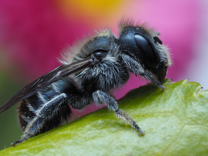 The Impact of Leafcutter Bees on Rose Foliage: A Closer Look for Missouri Homeowners