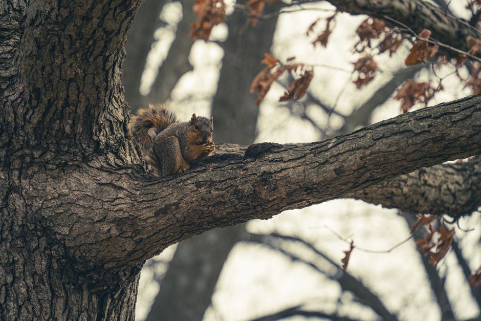 The Surprising Ways Missouri Animals Prepare for Winter: Insights for Homeowners and Nature Enthusiasts